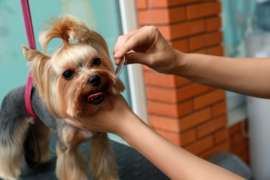 Photo of Professional groomer working with cute dog in pet beauty salon, closeup