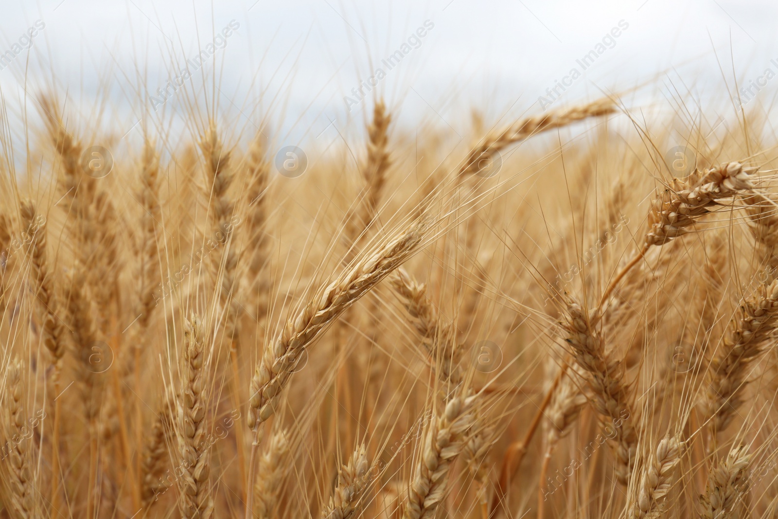 Photo of Beautiful ripe wheat spikes in agricultural field