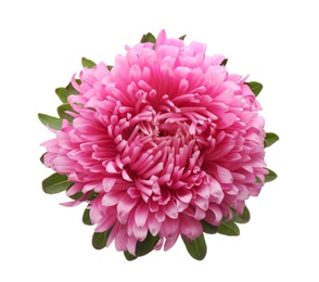 Photo of Beautiful pink aster isolated on white, top view.  Autumn flower