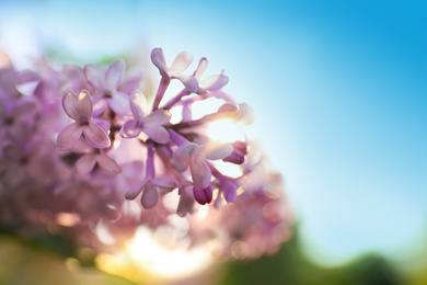 Closeup view of beautiful blossoming lilac shrub outdoors