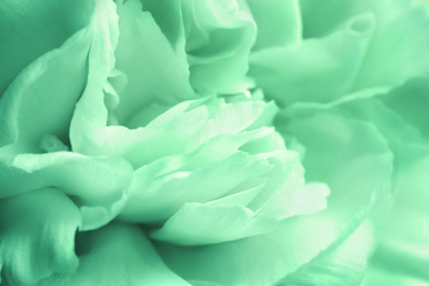 Closeup view of beautiful blooming carnation as background. Image toned in mint color 