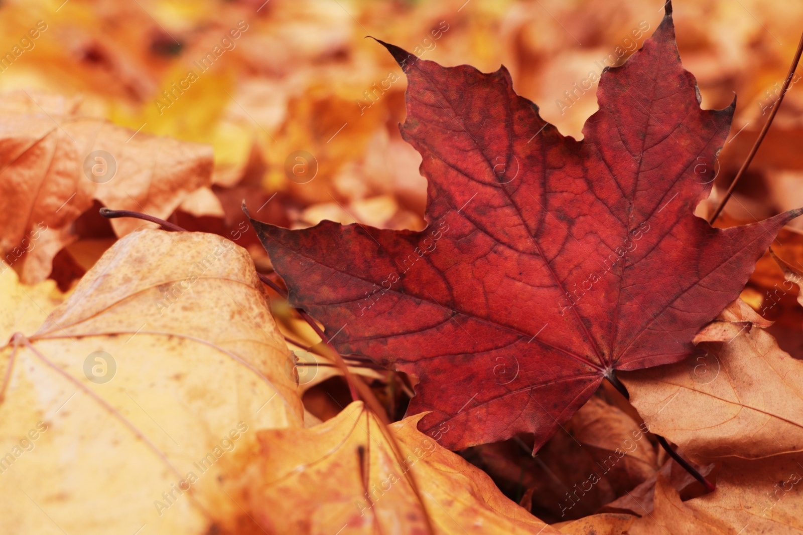 Photo of Pile of beautiful fallen leaves outdoors on autumn day, closeup