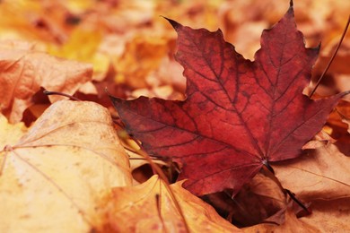 Pile of beautiful fallen leaves outdoors on autumn day, closeup