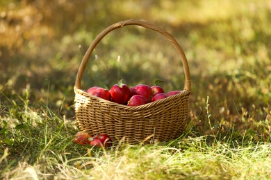 Wicker basket with ripe apples on ground