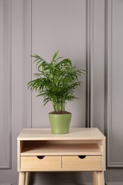 Photo of Potted chamaedorea palm on light nightstand near white wall. Beautiful houseplant