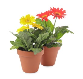 Photo of Beautiful blooming gerbera plants in flower pots on white background