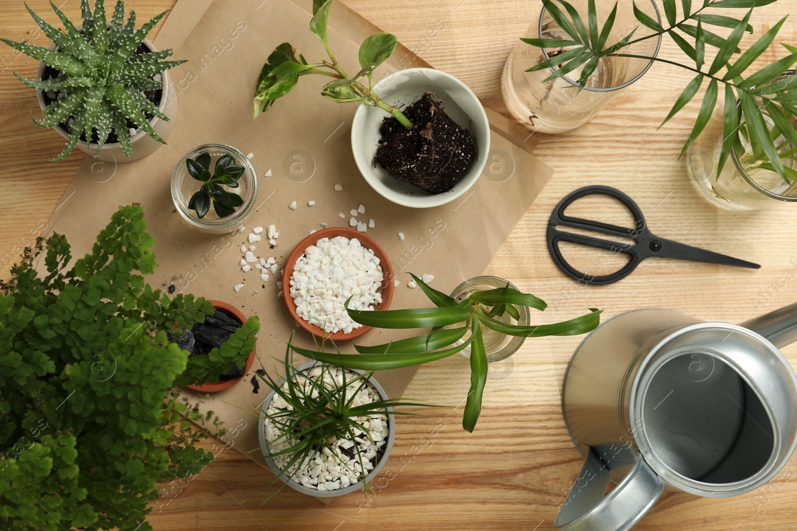 Photo of Flat lay composition with different house plants on wooden table