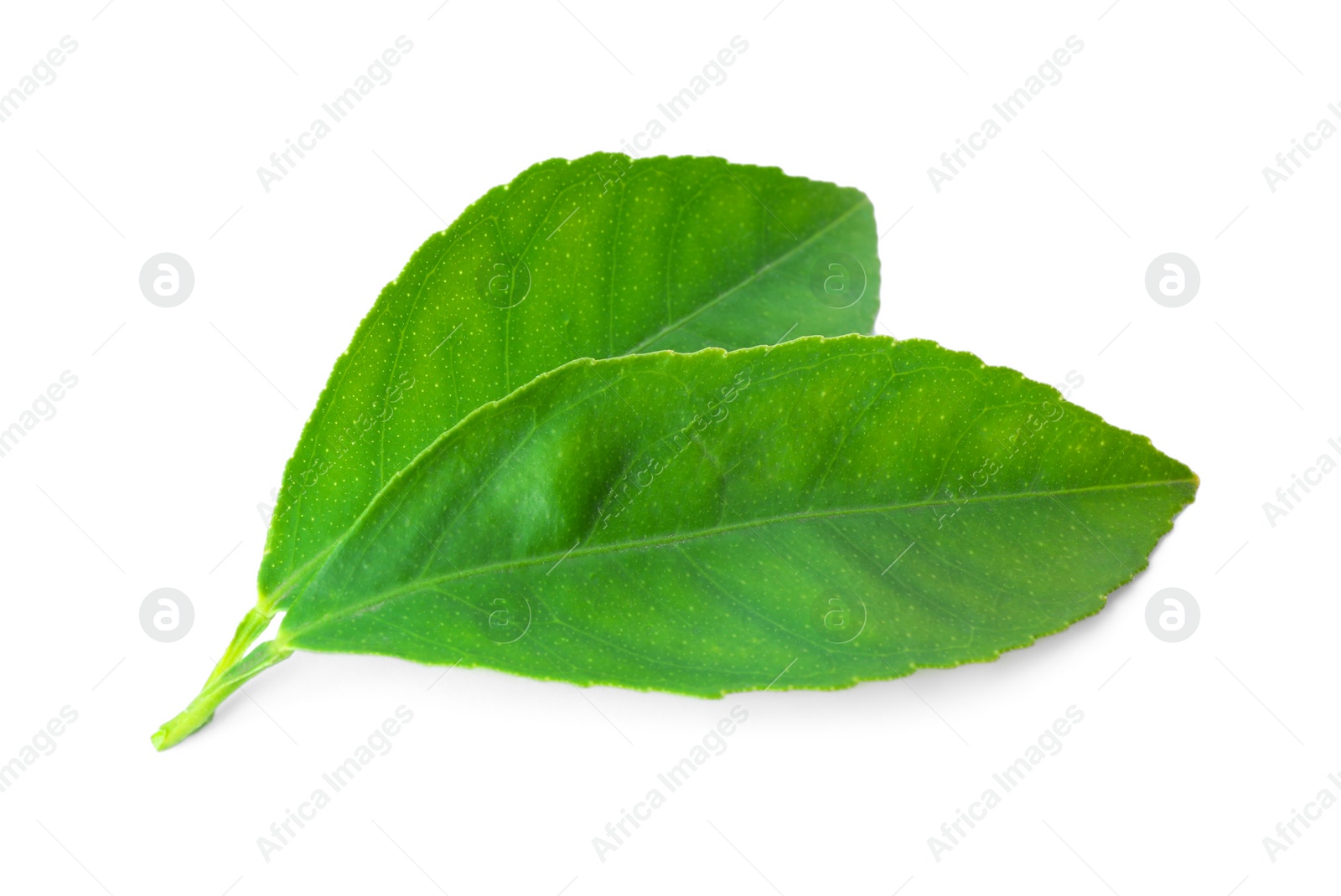 Photo of Fresh green citrus leaves isolated on white