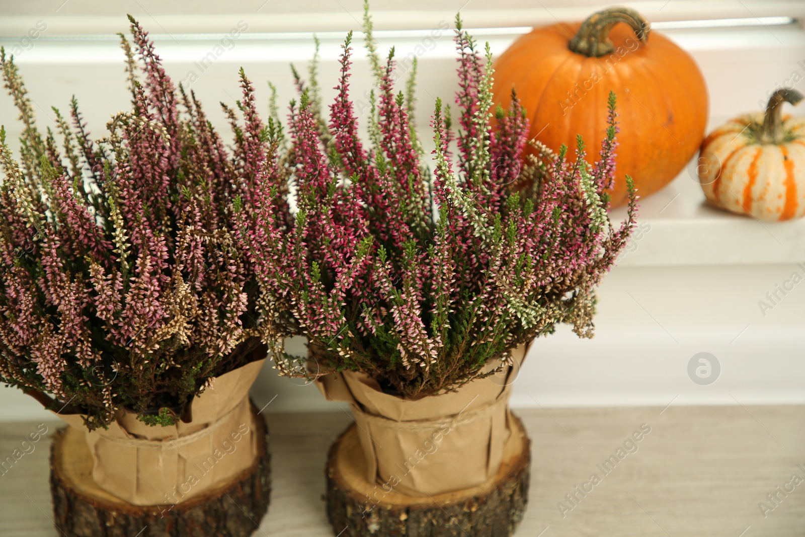Photo of Beautiful heather flowers in pots and pumpkins indoors