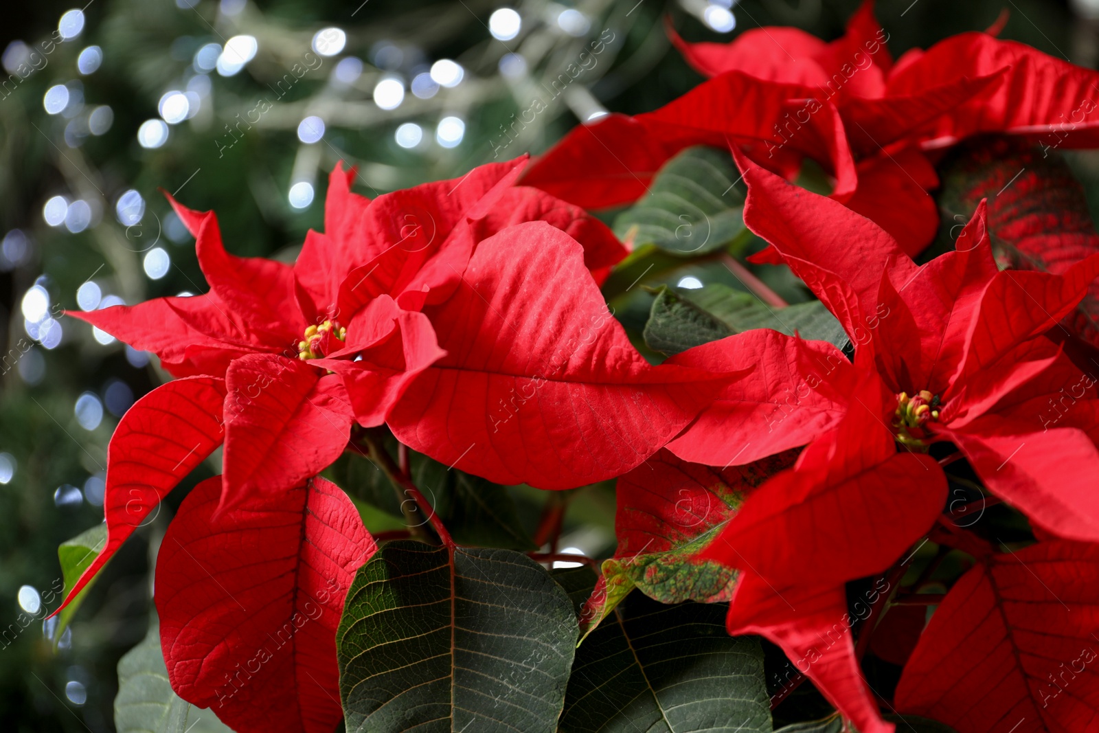 Photo of Beautiful poinsettia on blurred background. Traditional Christmas flower