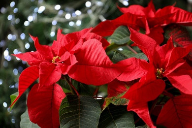 Beautiful poinsettia on blurred background. Traditional Christmas flower