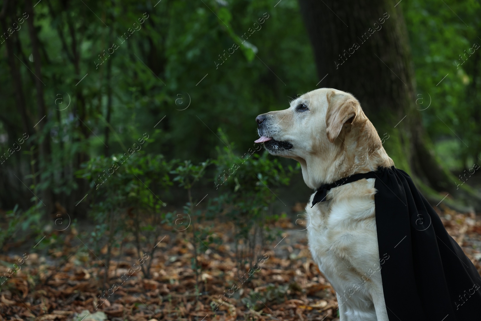 Photo of Cute Labrador Retriever dog wearing black cloak in autumn park on Halloween. Space for text