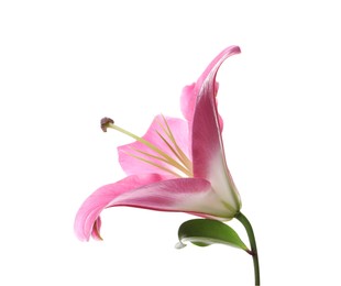 Photo of Beautiful pink lily flower isolated on white