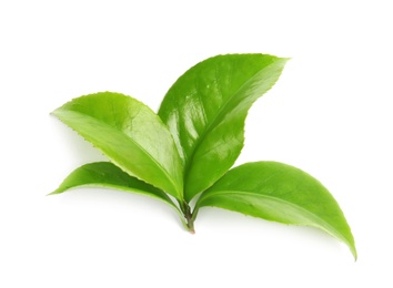 Photo of Green leaves of tea plant on white background