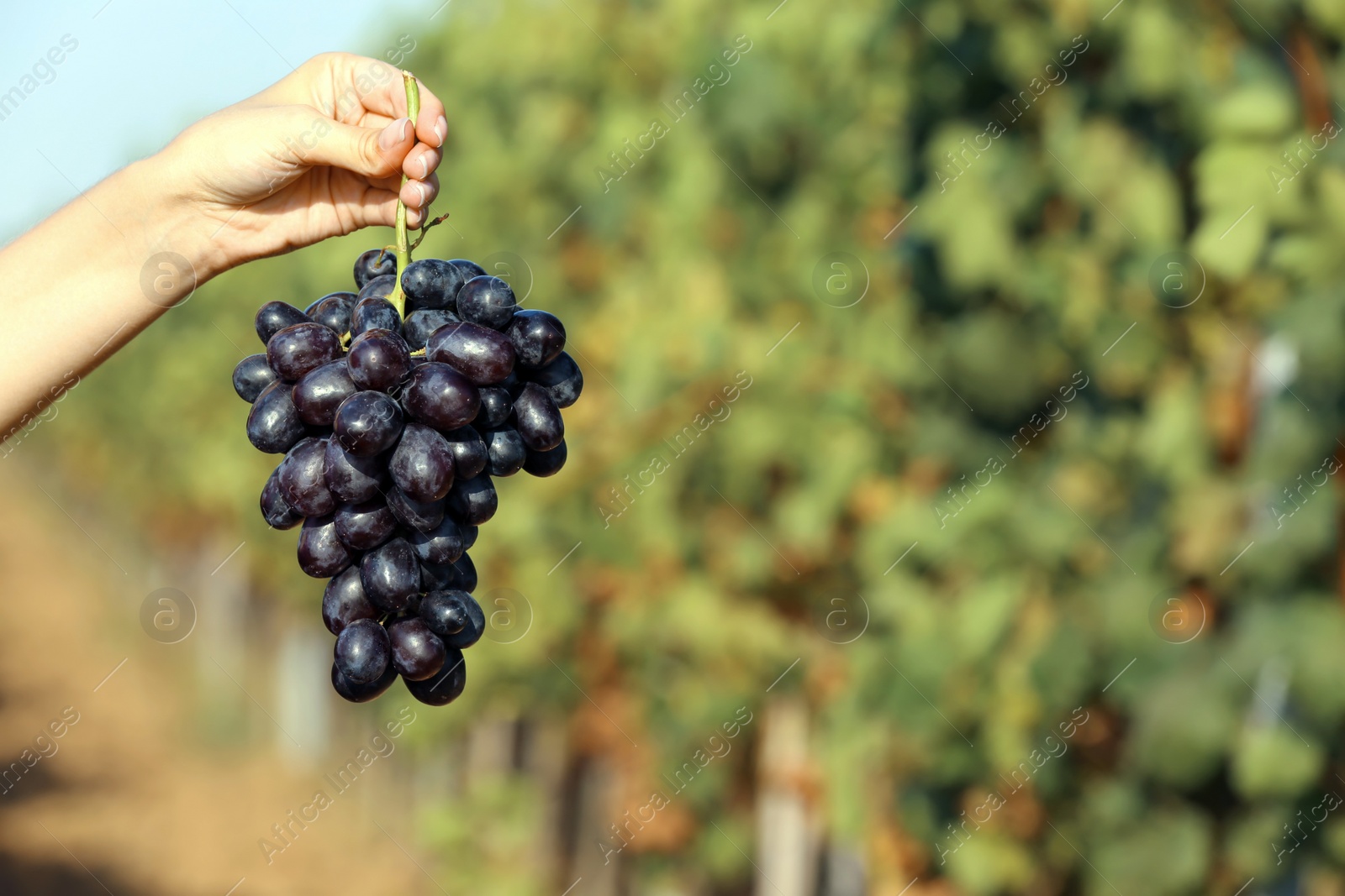 Photo of Woman holding bunch of fresh ripe juicy grapes in vineyard, closeup