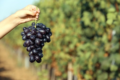 Woman holding bunch of fresh ripe juicy grapes in vineyard, closeup