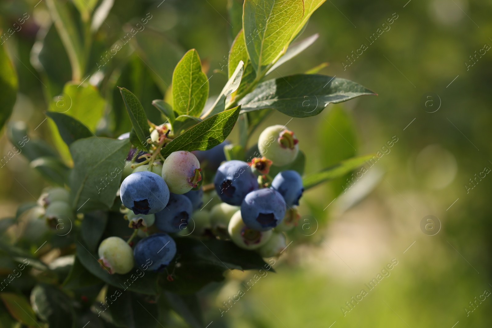 Photo of Wild blueberries growing outdoors, closeup and space for text. Seasonal berries