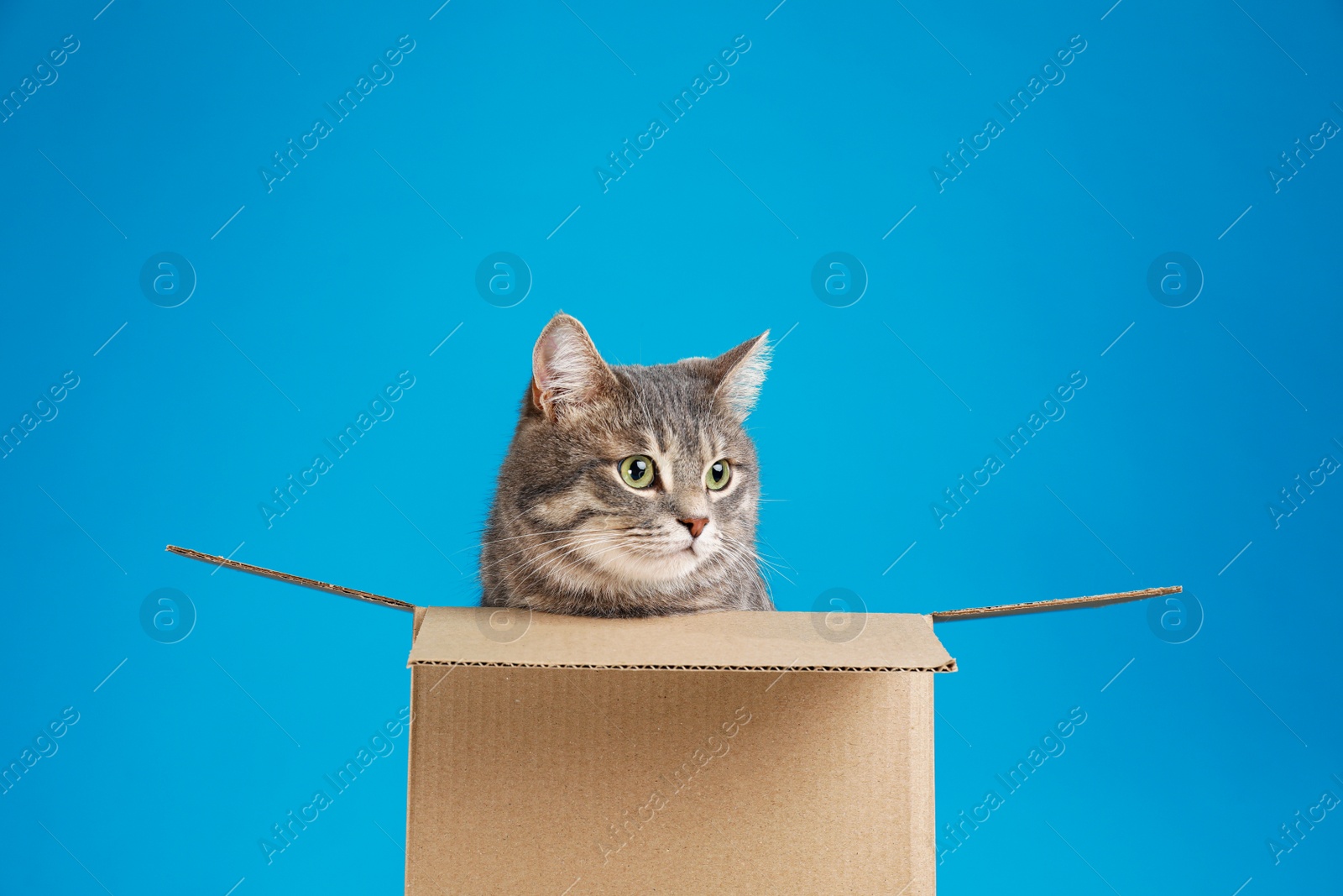 Photo of Cute grey tabby cat sitting in cardboard box on blue background