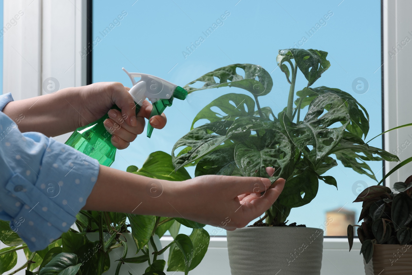 Photo of Woman spraying beautiful houseplants near window at home, closeup