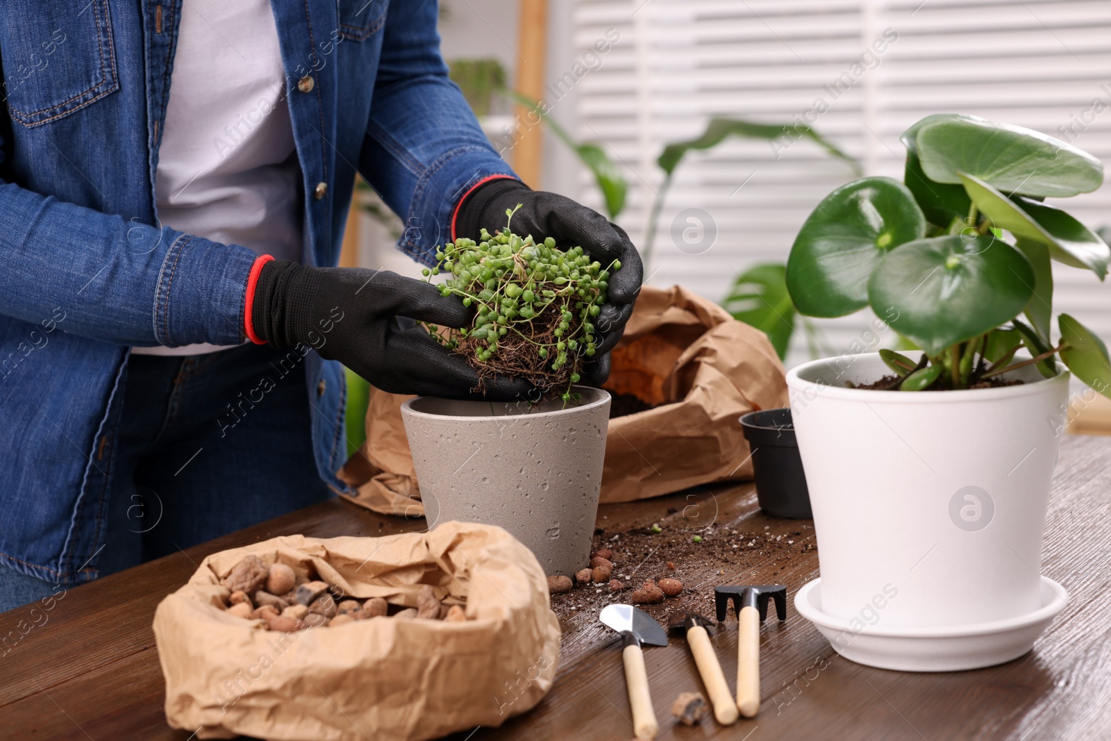 Photo of Woman in gloves transplanting houseplant into new pot at wooden table indoors, closeup