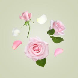 Image of Beautiful tender roses flying on light background