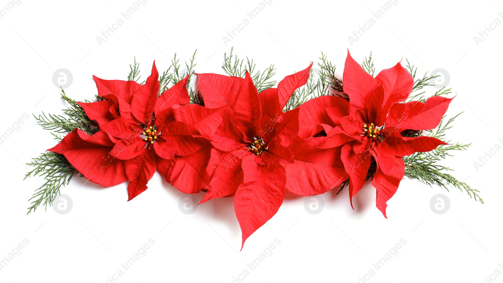 Photo of Flat lay composition with poinsettia on white background. Traditional Christmas flower