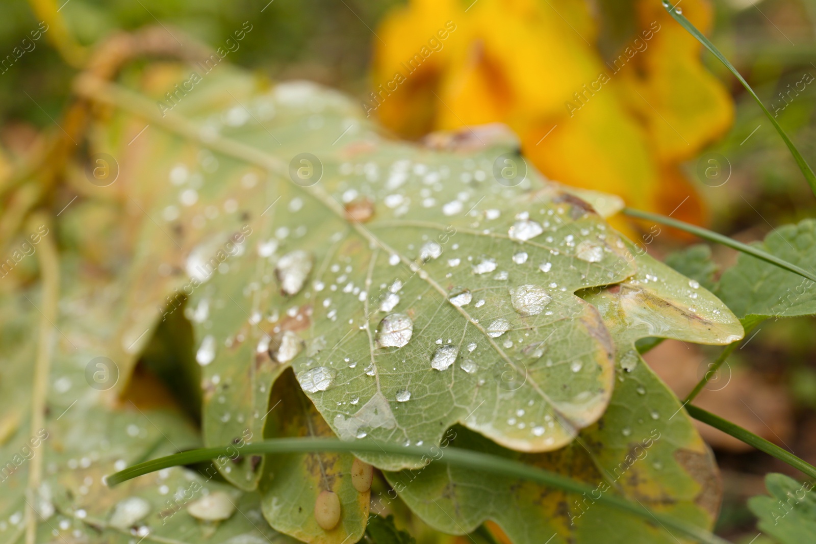 Photo of Fallen leaves after rain in autumn, closeup