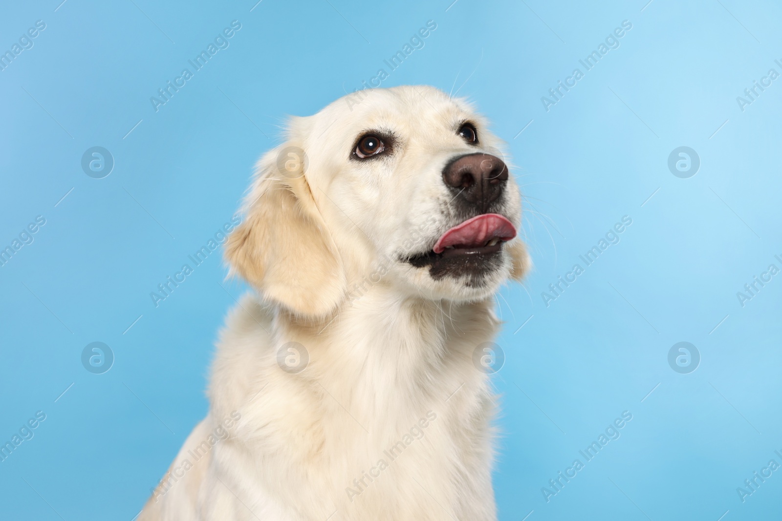 Photo of Cute Labrador Retriever showing tongue on light blue background