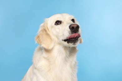 Photo of Cute Labrador Retriever showing tongue on light blue background