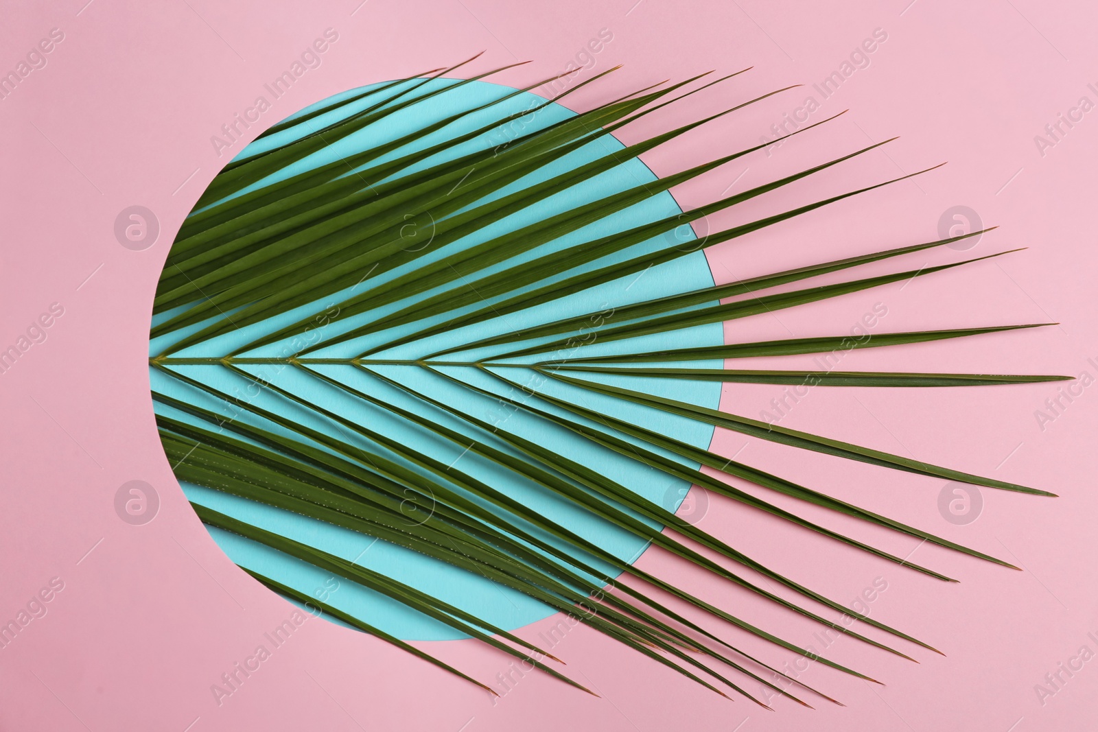 Photo of Beautiful tropical leaf on color background, top view