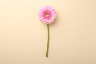 Photo of Beautiful pink gerbera flower on beige background, top view