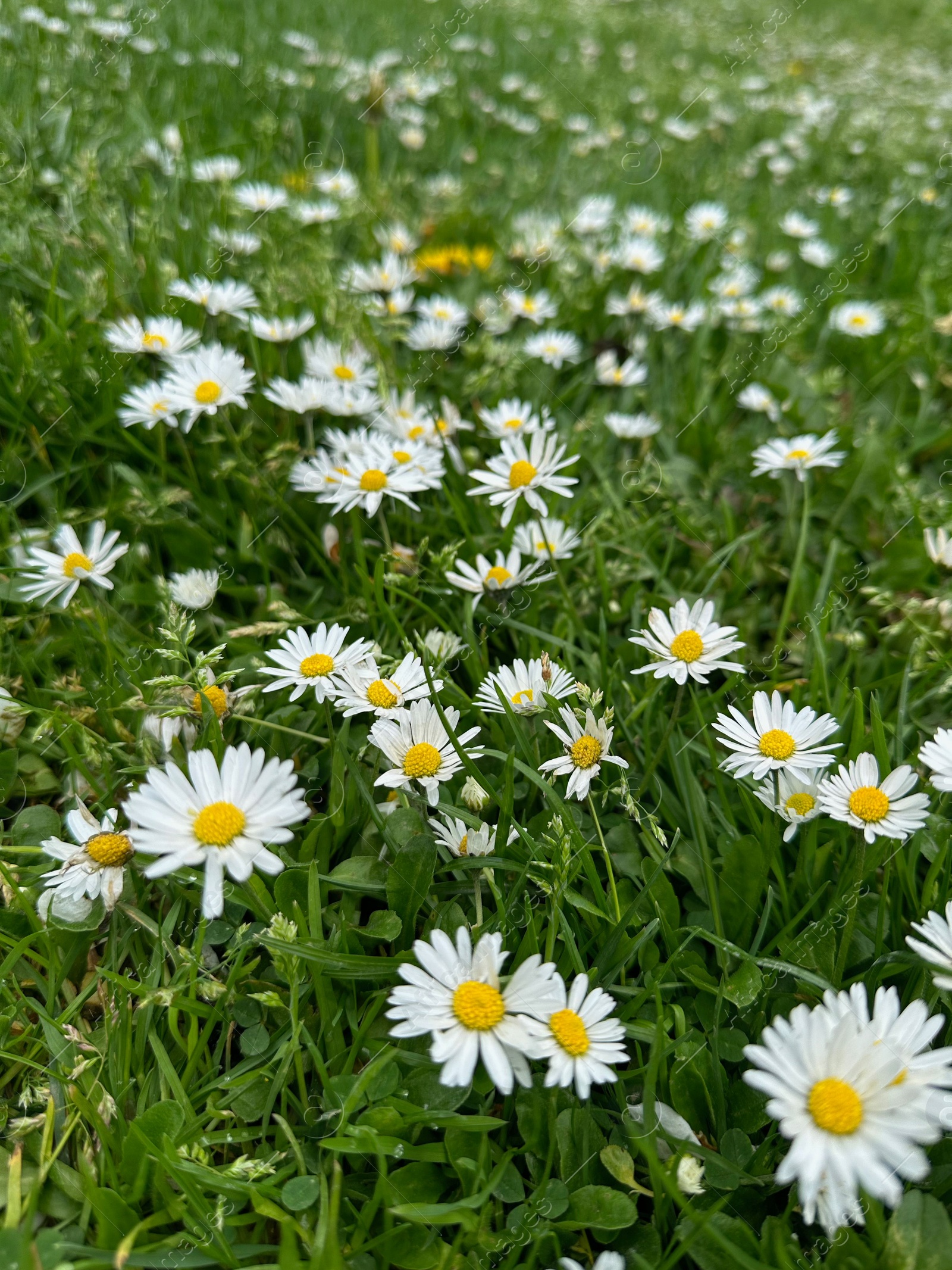 Photo of Beautiful flowers and green grass growing outdoors