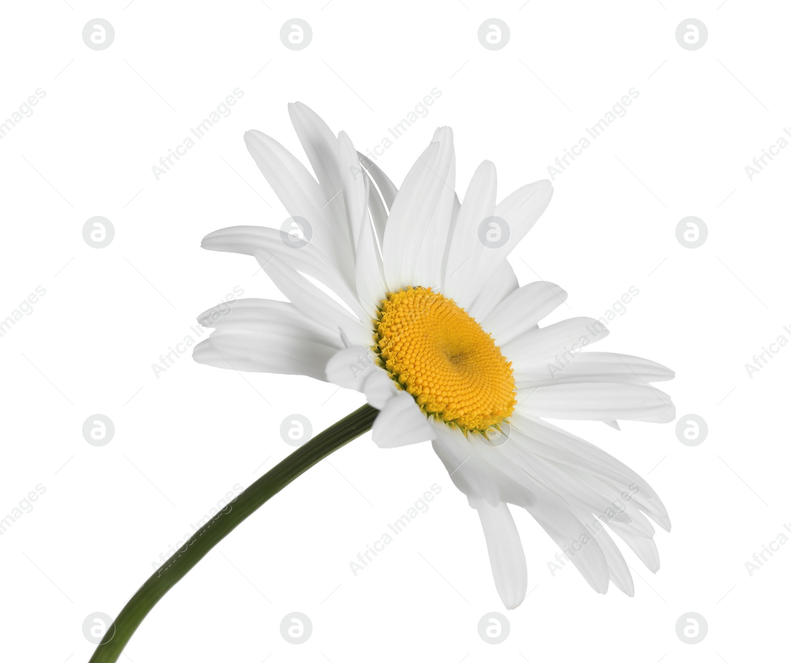 Photo of Beautiful fragrant chamomile flower isolated on white