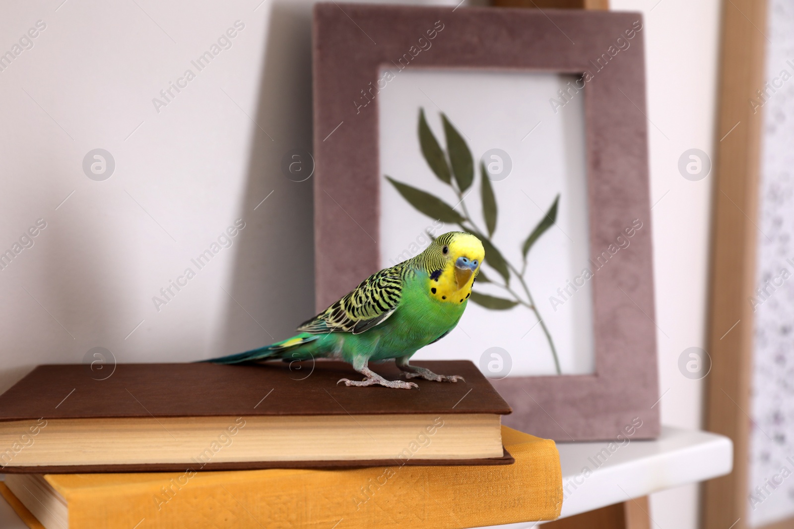 Photo of Beautiful green parrot on books indoors. Cute pet