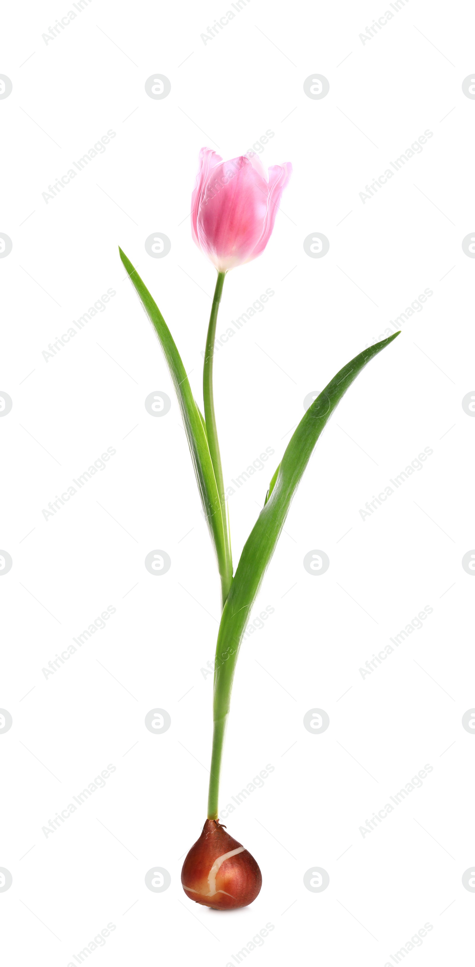 Image of Pink tulip flower with bulb on white background