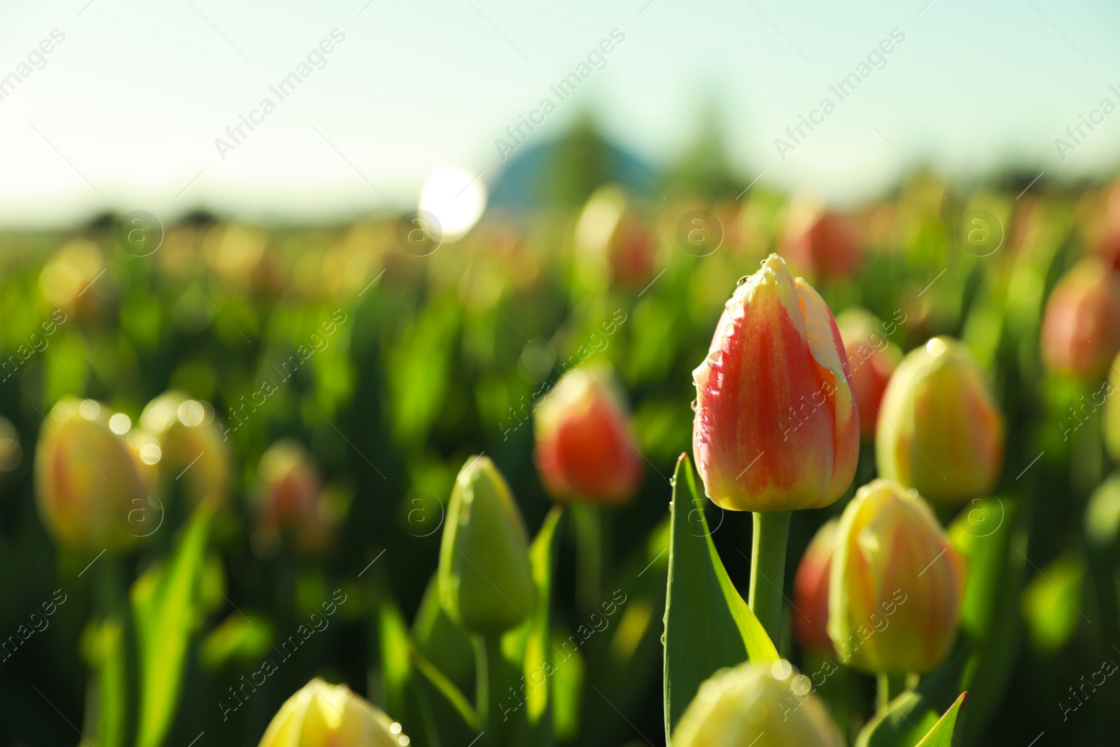 Photo of Blossoming tulips with dew drops in field on spring day, closeup. Space for text
