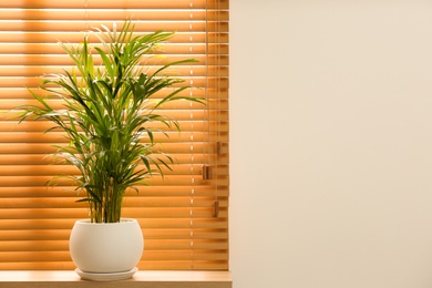 Photo of Exotic house plant on wooden windowsill in room. Space for text