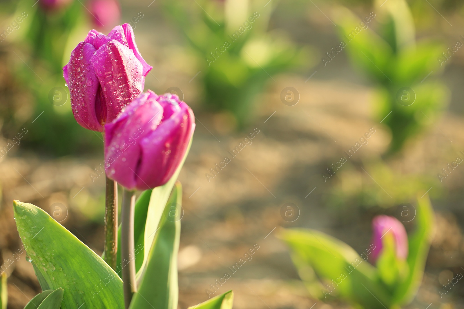 Photo of Closeup view of beautiful fresh tulips with water drops on field, space for text. Blooming spring flowers