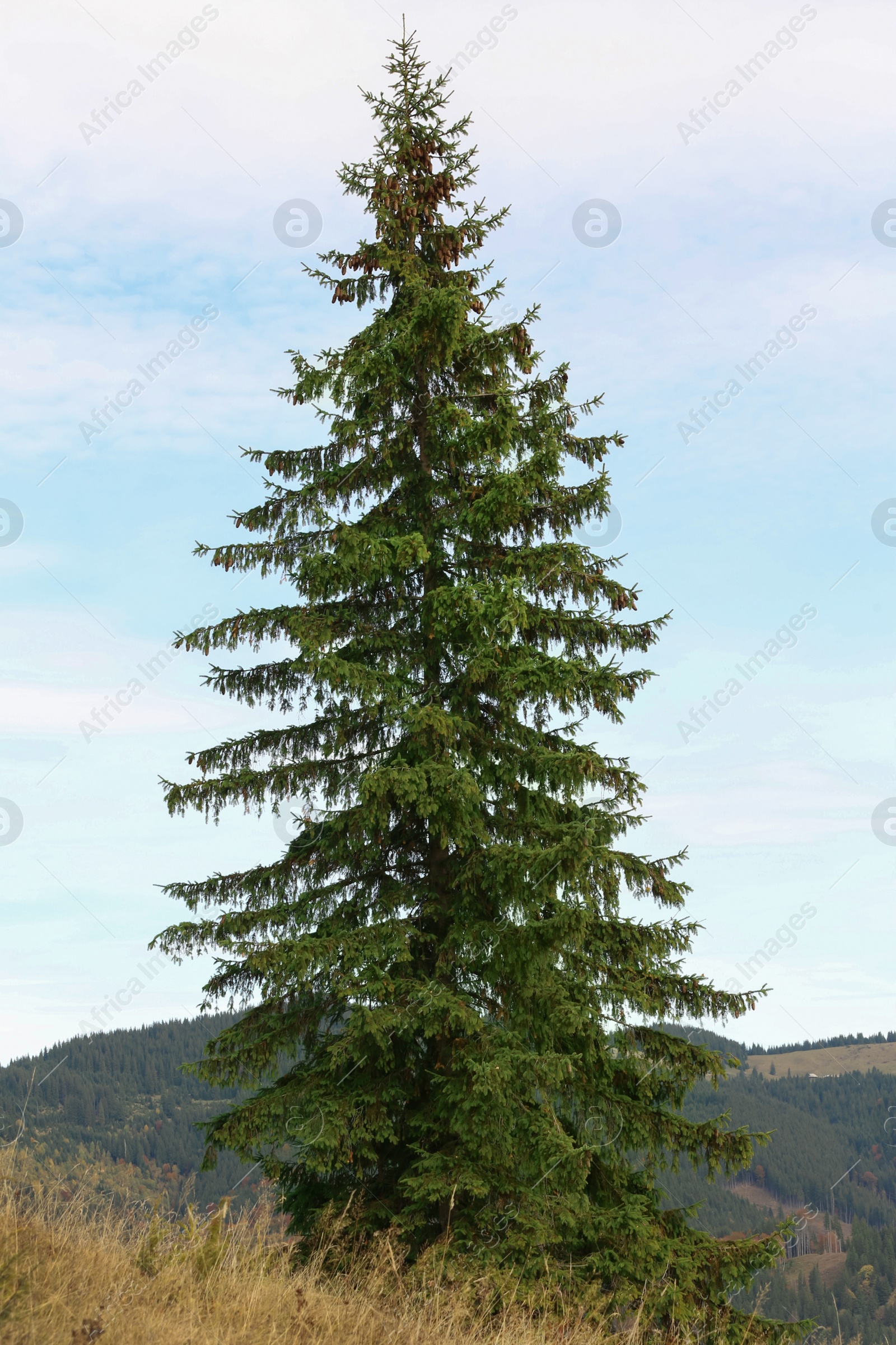 Photo of Big coniferous tree growing on mountain hill