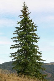 Big coniferous tree growing on mountain hill