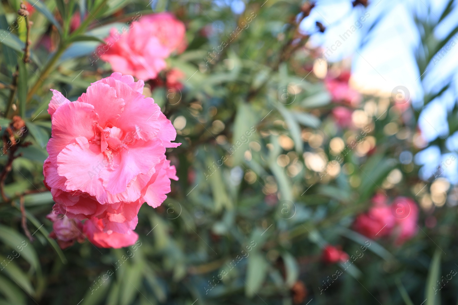 Photo of Beautiful pink oleander flowers growing outdoors, closeup. Space for text