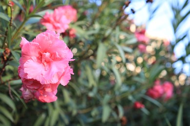 Photo of Beautiful pink oleander flowers growing outdoors, closeup. Space for text