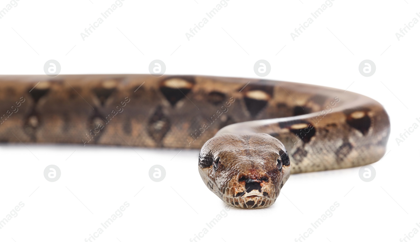 Photo of Brown boa constrictor on white background. Exotic snake