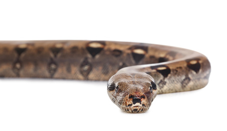 Photo of Brown boa constrictor on white background. Exotic snake