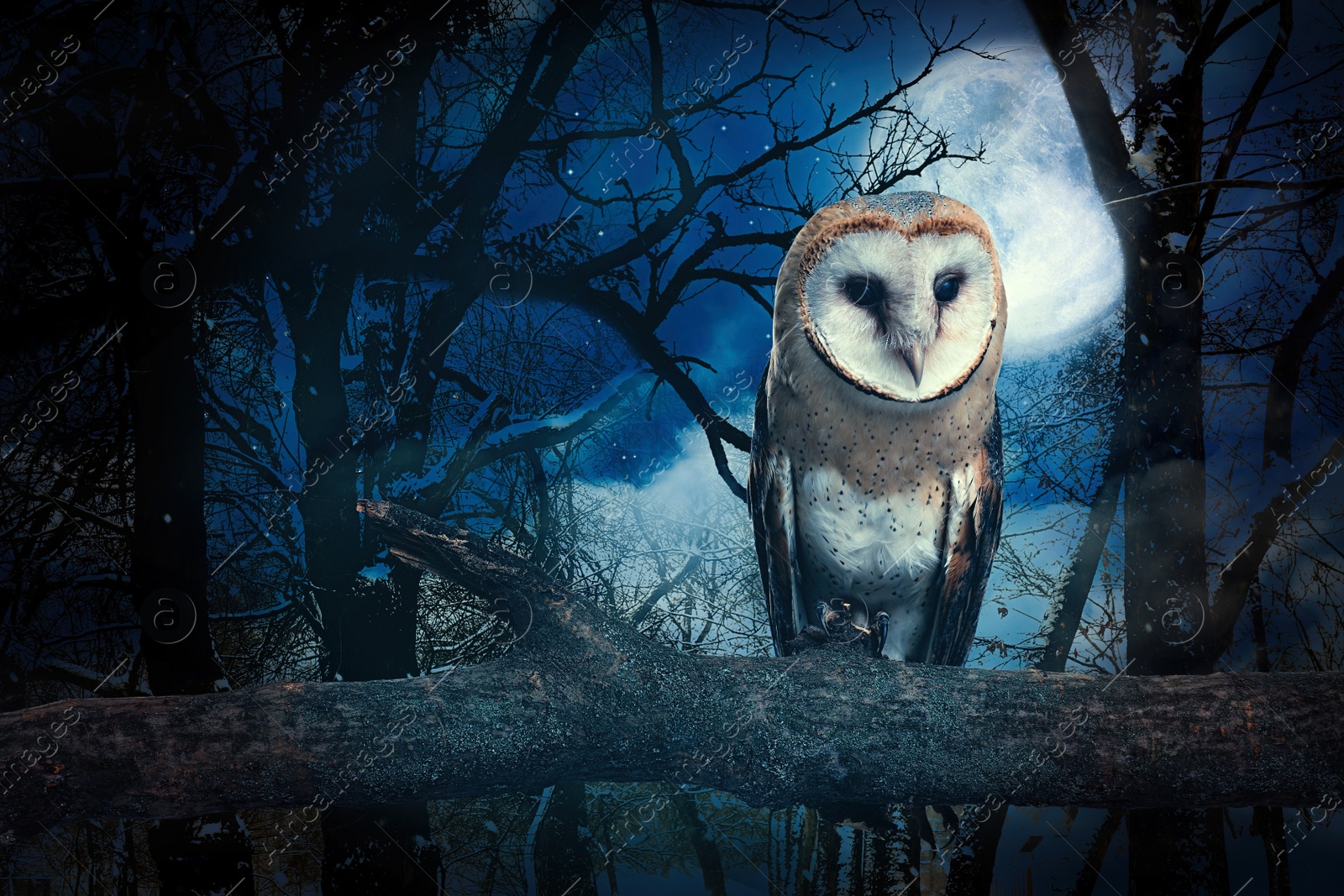 Image of Owl in misty forest on full moon night