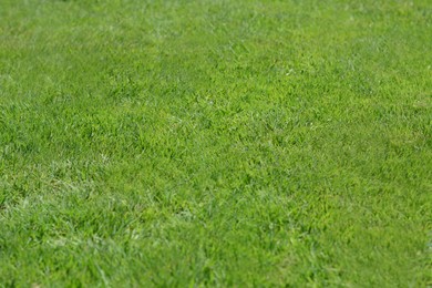 Photo of Beautiful bright green grass on sunny day