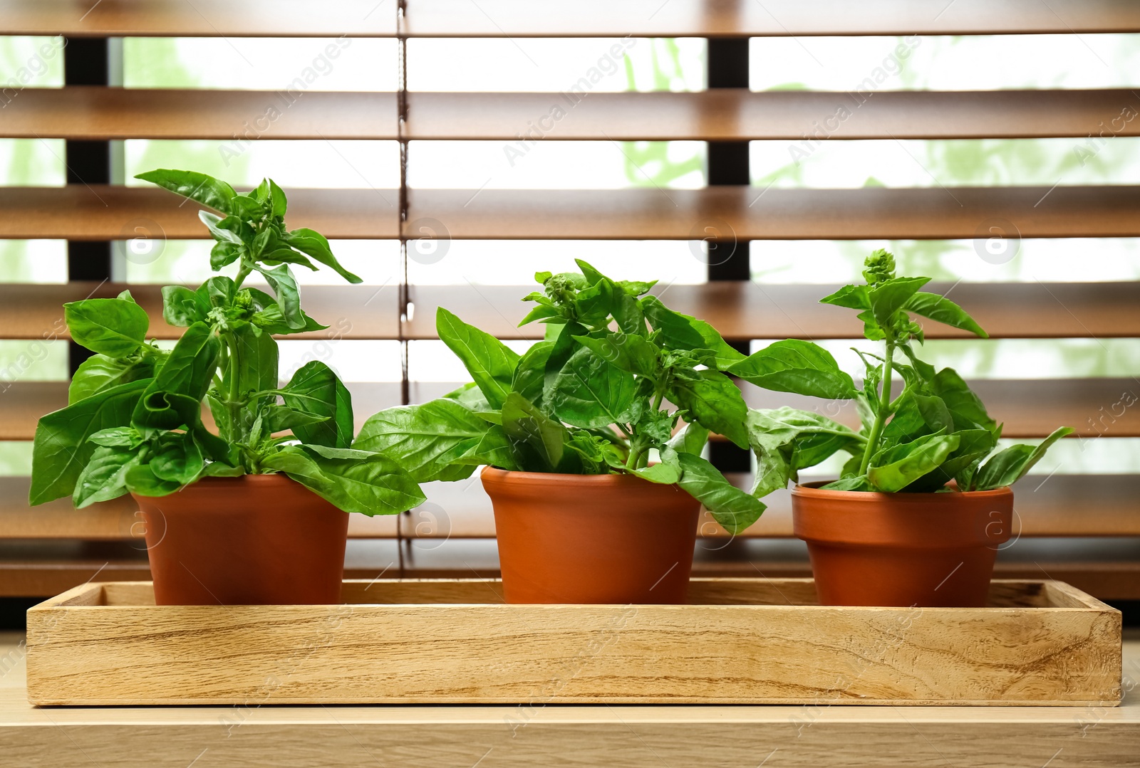 Photo of Green basil plants in pots on window sill indoors