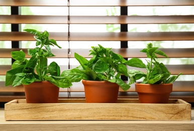 Photo of Green basil plants in pots on window sill indoors