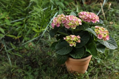 Photo of Beautiful blooming hortensia plant in pot outdoors. Space for text