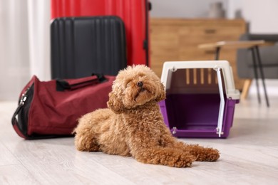 Photo of Travel with pet. Cute dog, carrier and bag on floor indoors